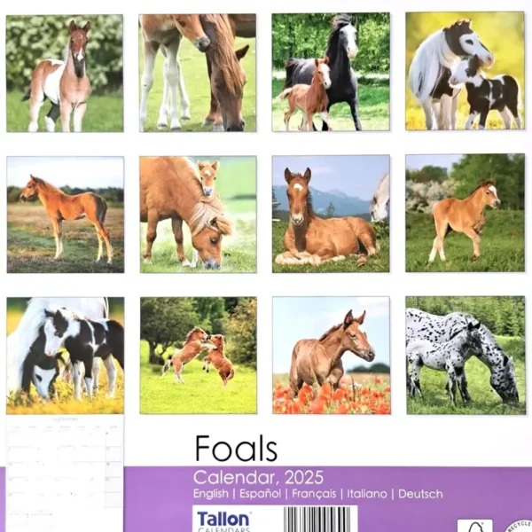 2025 Calendar Foals