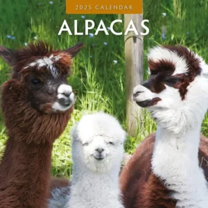 Alpacas Calendar 2025