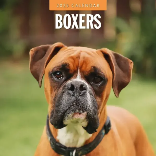 Boxer Dog Calendar 2025