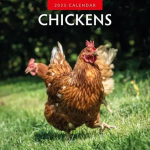 Chickens Calendar 2025