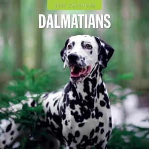 Dalmations Dog Calendar 2025