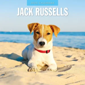 Jack Russell Dog Calendar 2025