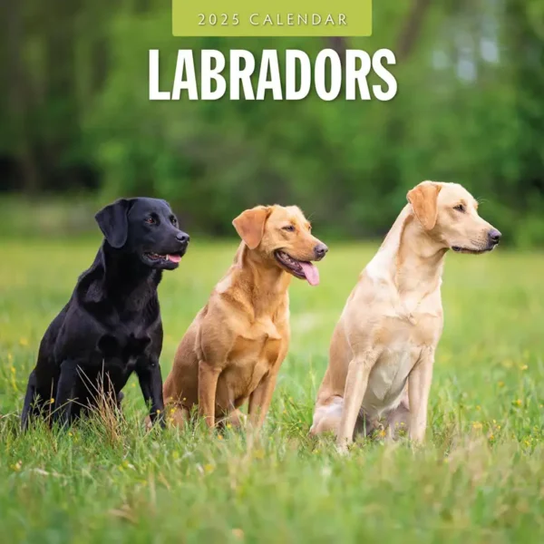 Labradors Calendar 2025