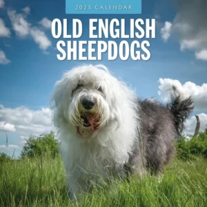 Old English Sheepdogs Calendar 2025