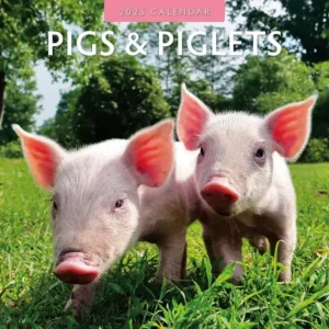 Pigs Calendar 2025