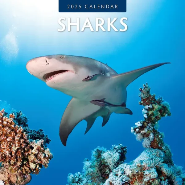 Sharks Calendar 2025