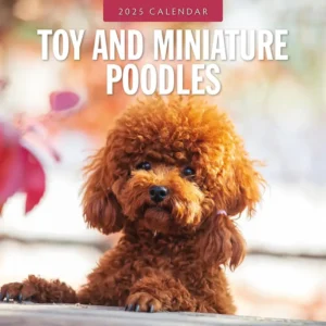 Toy Miniature Poodles Calendar 2025